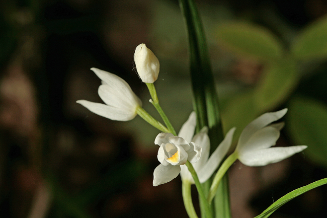 Fiori bianchi da determinare